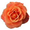 🤩 Эмодзи «Orange» для Telegram