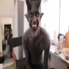 😈 Эмодзи «» для Telegram