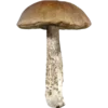 🍄 Эмодзи «☂ Осень» для Telegram