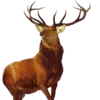 🦌 Эмодзи «☂ Осень» для Telegram