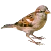 🐦 Эмодзи «☂ Осень» для Telegram