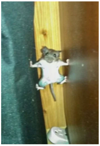 🐭 Стикер «Интересные» для Telegram