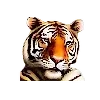 🐅 Эмодзи «Рофлан Ебало (Смайлы Папича)» для Telegram