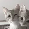 🤩 Эмодзи «Парные 𝐛𝐲» для Telegram