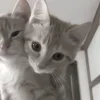🤩 Эмодзи «Парные 𝐛𝐲» для Telegram