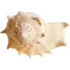 🤩 Эмодзи «Peachshell» для Telegram