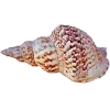 🤩 Эмодзи «Peachshell» для Telegram