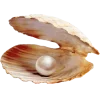 🤩 Эмодзи «Peachshell» для Telegram