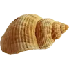 🤩 Эмодзи «Peachshell» для Telegram