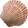 🤩 Эмодзи «Peachshell» для Telegram