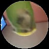 🎶 Эмодзи «Pedro Pack» для Telegram