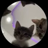 🎶 Эмодзи «Pedro Pack» для Telegram