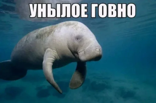🤩 Стикер «Пэп» для Telegram