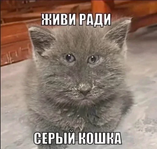 🤩 Стикер «Пэп» для Telegram
