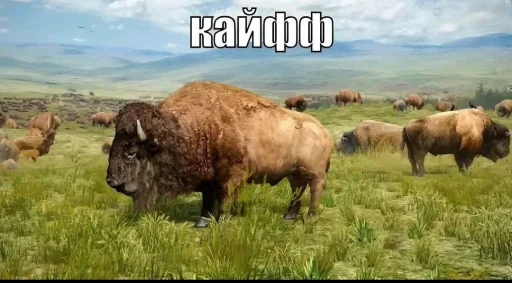 🤩 Стикер «Пэп» для Telegram