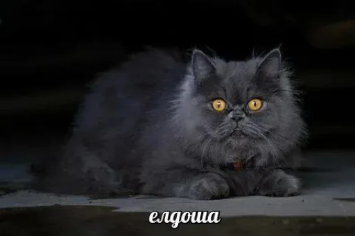 🤩 Стикер «Пэп» для Telegram