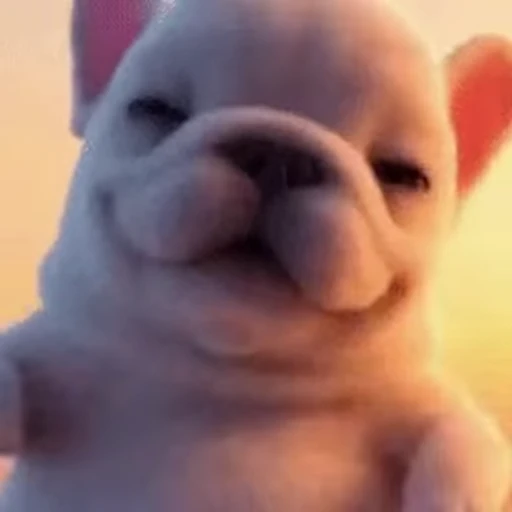 ☺️ Стикер «I am Pibble» для Telegram