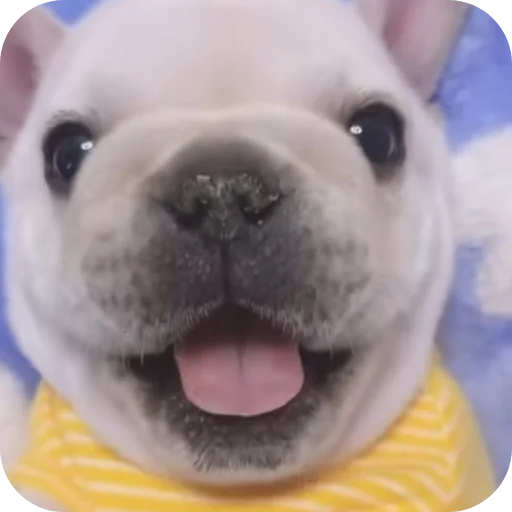 👍 Стикер «Pibble» для Telegram