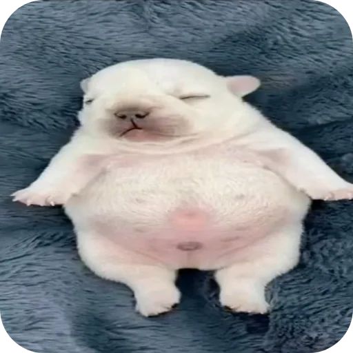 🐶 Стикер «Pibble» для Telegram