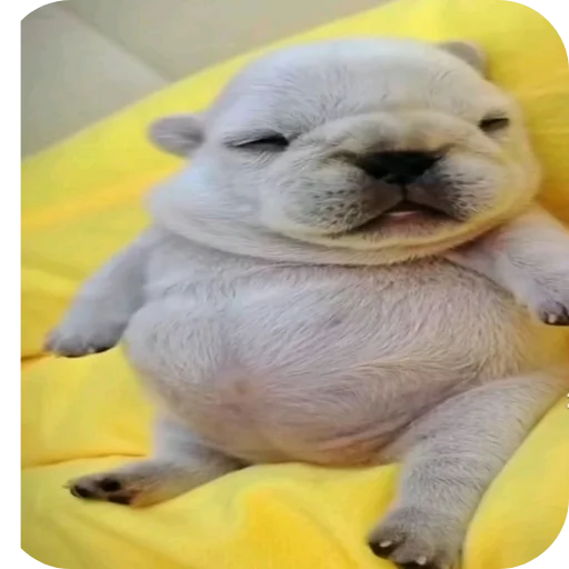 Стикерпак Pibble для Telegram