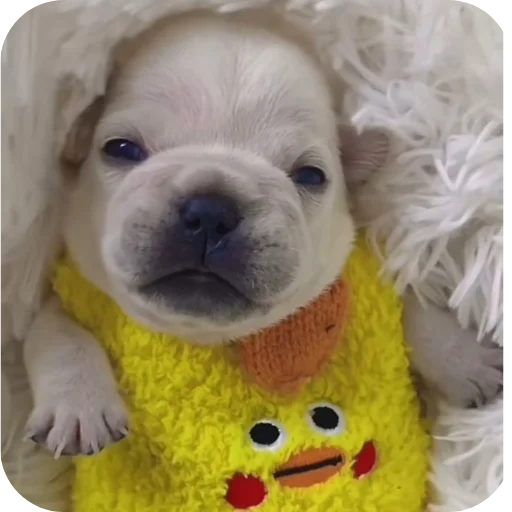 🐶 Стикер «Pibble» для Telegram