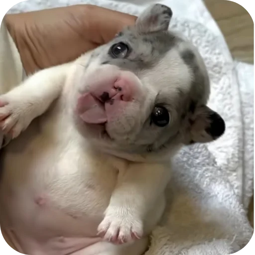 ❤ Стикер «Pibble» для Telegram