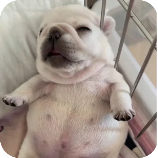 🤲 Стикер «Pibble» для Telegram