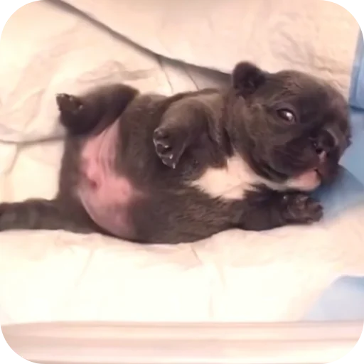 👍 Стикер «Pibble» для Telegram