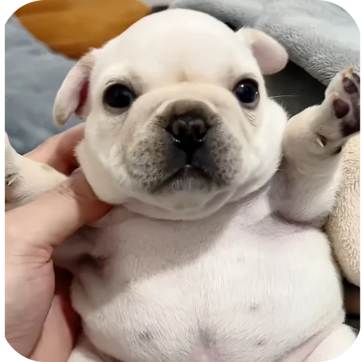 🐶 Стикер «Pibble» для Telegram