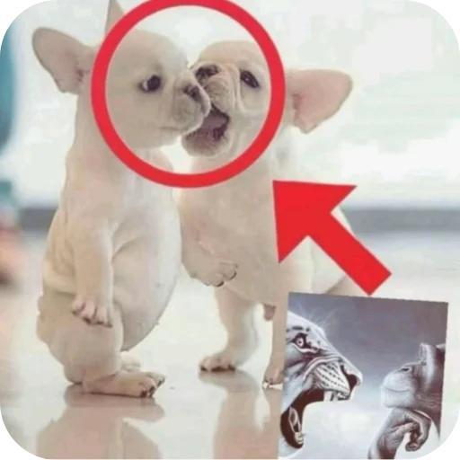 🐶 Стикер «Pibble» для Telegram