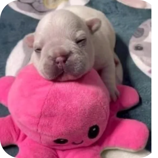 🧸 Стикер «Pibble» для Telegram