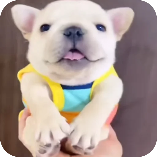 🤲 Стикер «Pibble» для Telegram