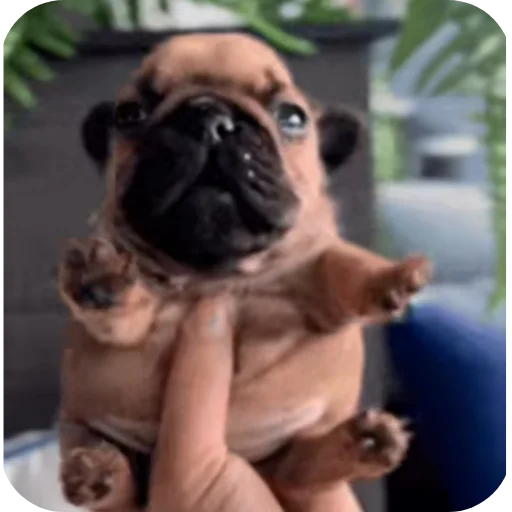 🐶 Стикер «Pibble» для Telegram