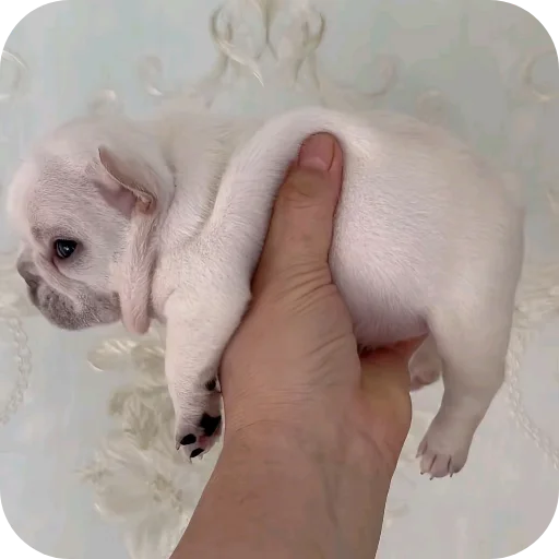 ✋ Стикер «Pibble» для Telegram
