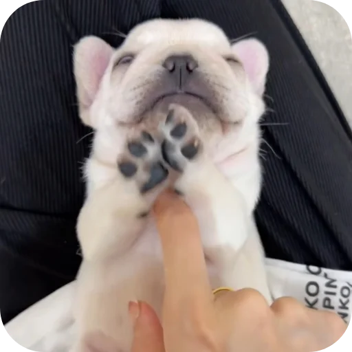 🐶 Стикер «Pibble» для Telegram