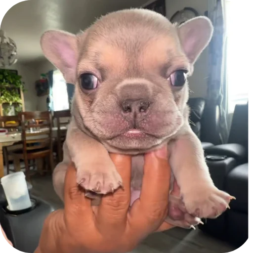 👍 Стикер «Pibble» для Telegram