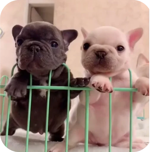 🐶 Стикер «Pibble» для Telegram