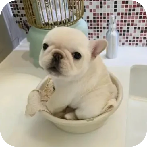 🐶 Стикер «Pibble» для Telegram