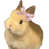 Эмодзи 🐰 розовые мечты для Telegram — скачать