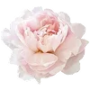 🌸 Эмодзи «🐰 розовые мечты» для Telegram