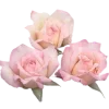🌸 Эмодзи «🐰 розовые мечты» для Telegram