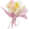🌸 Эмодзи «🐰 розовые мечты» для Telegram