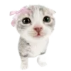 🐱 Эмодзи «🐰 розовые мечты» для Telegram