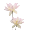 🌸 Эмодзи «🐰 розовые мечты» для Telegram
