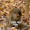 👊 Эмодзи «Пон» для Telegram