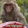 🍓 Эмодзи «Пон» для Telegram