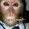 😮 Эмодзи «Пон» для Telegram