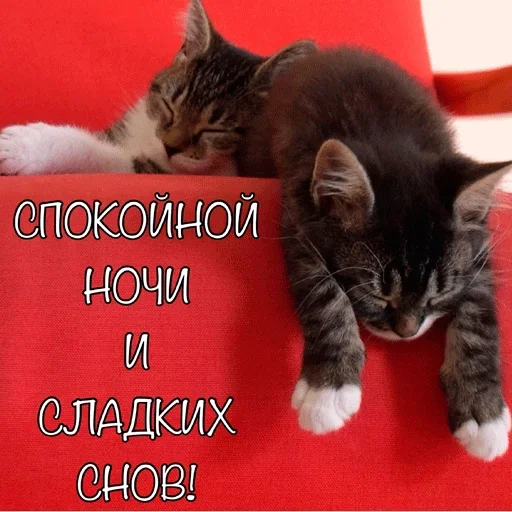 ❤️ Стикер «Пора спать» для Telegram
