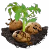 😴 Эмодзи «Potato» для Telegram