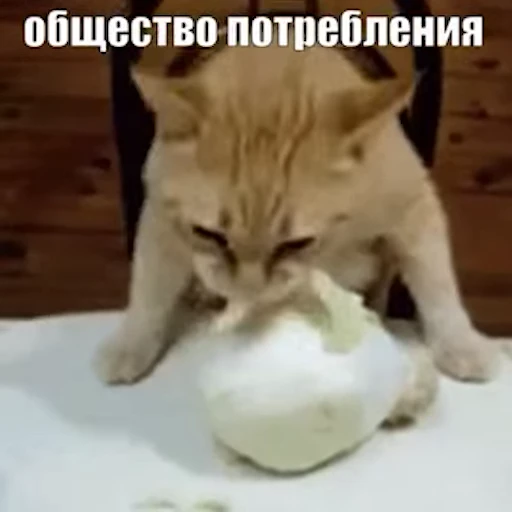 Стикерпак Стикеры потребления... для Telegram — скачать